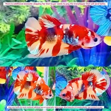 Poster Mezzaluna Nemo Galaxy