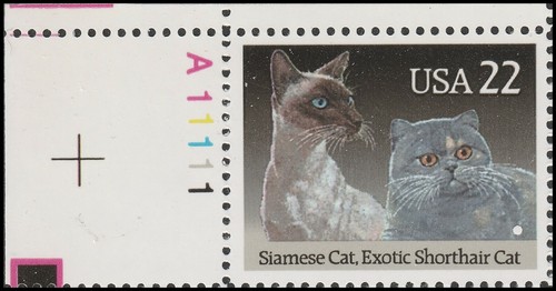 2372 american cats siamese - us,