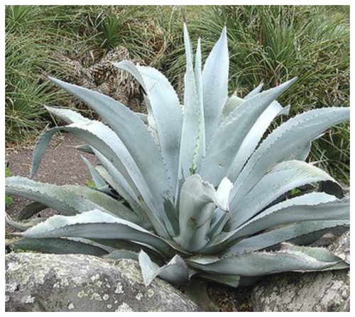 Semi agave scabra - semi, di