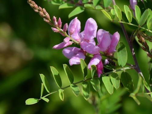 Pianta indaco indigofera - di,