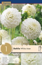 Bulbo di Dahlia Pompon White