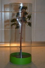 KOBZA ALBERO DI PINO PER