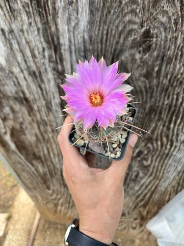 Thelocactus bicolor pianta - /,