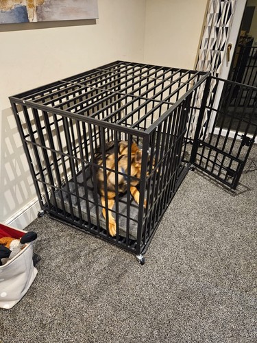 Cassetta per cani animali