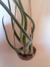 Tillandsia Caput Medusae con