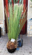 Dasylirion longissimum dal