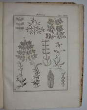 BOTANICA - fig. 1762 -