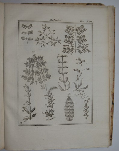 Botanica fig 1762 - botanica,