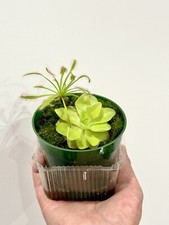 Carnivorous Plants Starter