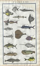 Stampa antica PESCI STORIONE