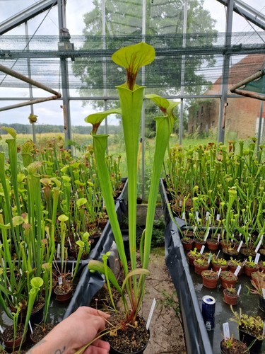 Sarracenia flava - sarracenia, ×