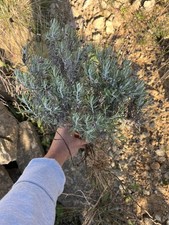 Bonsai Lavanda”Lavandula