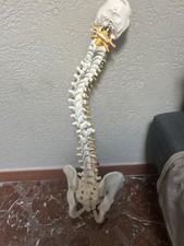 modello anatomico colonna