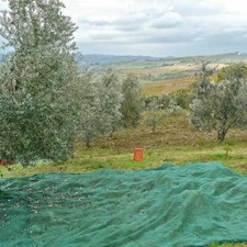 RETE PER RACCOLTA OLIVE ANTISPINE VERDE 6x6 8x8 10x10 12x12 CON SPACCO LATERALE