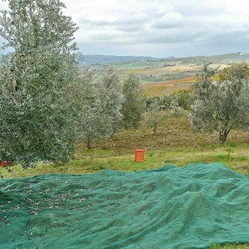 Rete per raccolta - raccolta, olive
