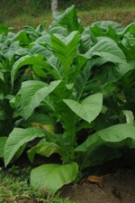 2000 Graines Tabac BIO 2022