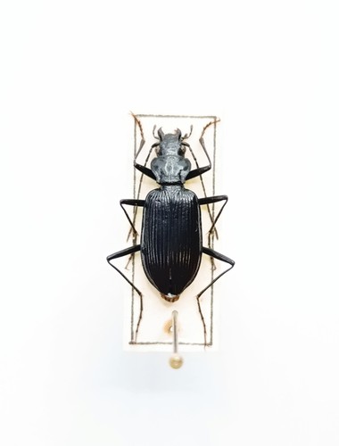 Entomology taxidermy - entomology,