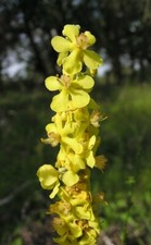 MULLINO BIANCO - Verbascum