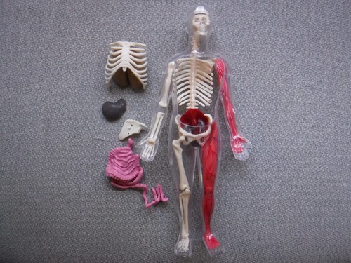 Modello anatomia corpo - anatomia,