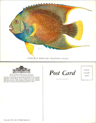 Postcard blue angelfish - angelfish, from