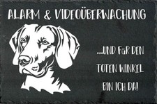 Weimaraner cartello - weimaraner,