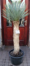 Yucca rostrata dal Messico