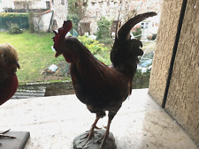 Uccelli Imbalsamati Fagiani e Galletto