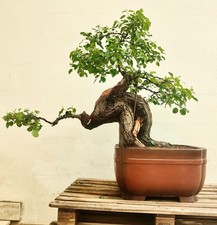 PRE BONSAI ESEMPLARE DI PRUNUS