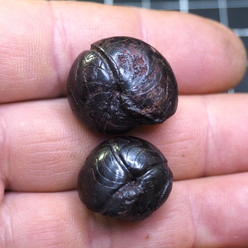 Cheiloceras sulpartitum - 2x,