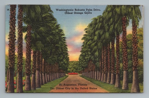 Cartolina washingtonia robusta - cartolina,