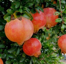 Piante melograno dolce - 2,