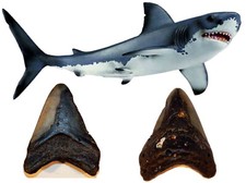 Carcharodon megalodon Dente