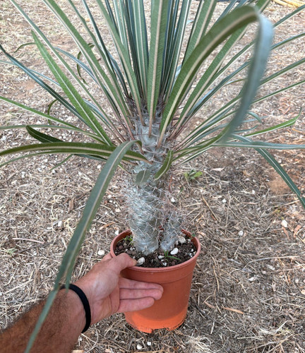 Pachypodium geayi cactus - pachypodium,