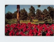 Postcard Bed of Red Cannas