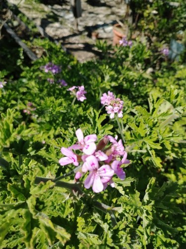 Pelargonium geranio profumo - -,