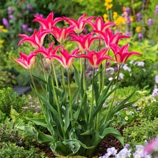 Tulipani bulbi di fiori
