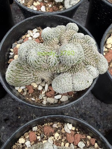 Rara succulenta pelecyphora - succulenta,