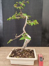 Bonsai carpino h 45 cm - ,