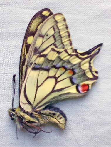 Papilio machaon gorganus