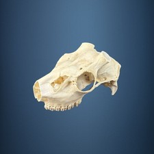 580SKU Teschio di cervo