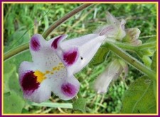 5 SEMI DI Martynia Annua "Semi Unicorno Artiglio Tigre Diavoli"