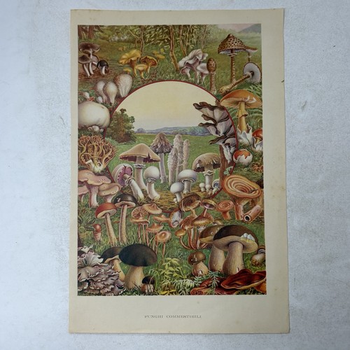 Stampa antica funghi - stampa,