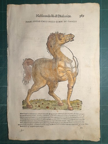 Mattioli matthioli erbario - mattioli,