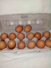 10+French black copper marans
