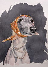 Whippet Cucciolo Cane