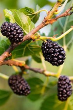 Gelso Nero (Pianta di 3 anni)