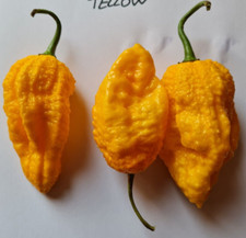 7Pot Lava Yellow  Polvere
