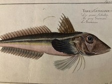 Incisione XVIII 1795 Pesce