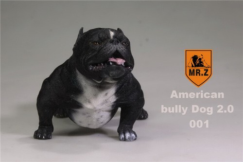 6 american bully - 1/6,