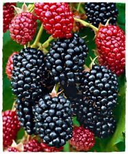 Mora (Rubus Fruticosus) Thornfree SENZA SPINE FOTO REALI H 110CM